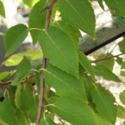 Betula albosinensis BLASON � 'Minrouge' 