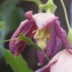 Clematis cirrhosa var. purpurascens Lansdowne Gem