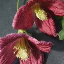 Clematis cirrhosa var. purpurascens Lansdowne Gem