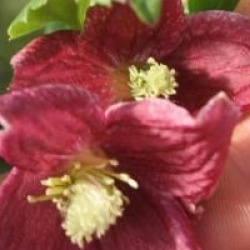 Clematis cirrhosa var. purpurascens Lansdowne Gem