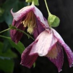 Clematis cirrhosa var. purpurascens Lansdowne Gem
