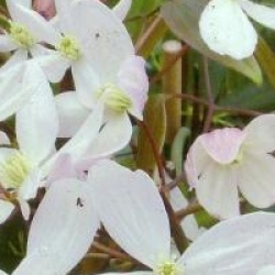 Cl�matite persistante Apple Blossom