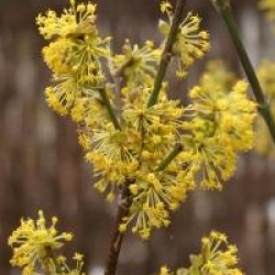 Cornus mas 'Jolico'