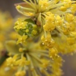 Cornus mas 'Jolico'