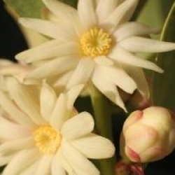 Illicium simonsii