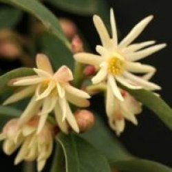 Illicium simonsii
