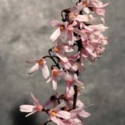 Abeliophyllum distichum