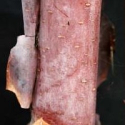 Betula albosinensis BLASON � 'Minrouge' 