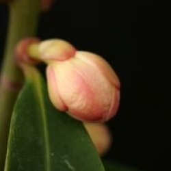 Illicium simonsii