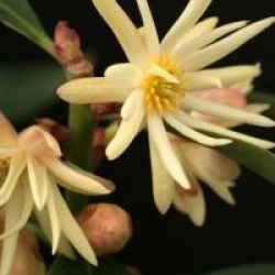 Illicium simonsii