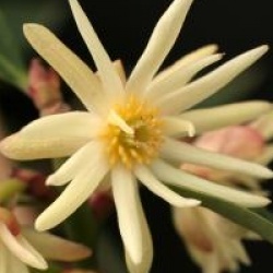 Illicium simonsii