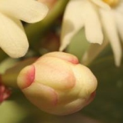 Illicium simonsii