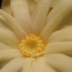 Illicium simonsii