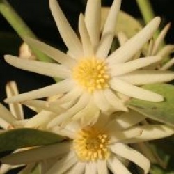 Illicium simonsii