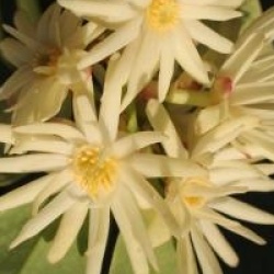 Illicium simonsii