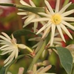 Illicium simonsii