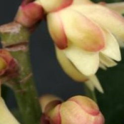 Illicium simonsii