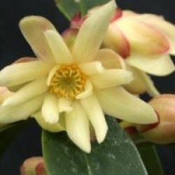 Illicium simonsii