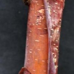 Betula albosinensis BLASON � 'Minrouge'  - Bouleau de Chine Blason