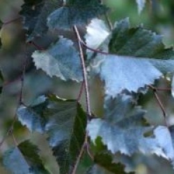 Betula 'Crimson Frost' - Bouleau � feuilles pourpre Crimson Frost