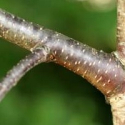 Betula 'Crimson Frost'