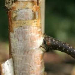 Betula 'Crimson Frost'