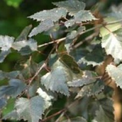 Betula 'Crimson Frost'