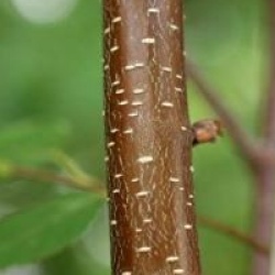 Betula 'Hergest'