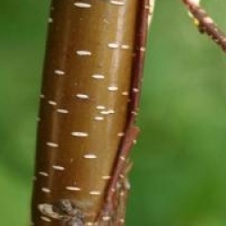 Betula 'Hergest'
