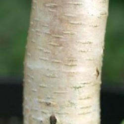 Betula 'Hergest'