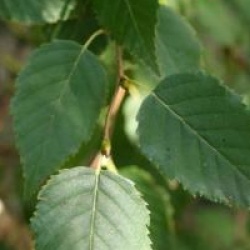 Betula 'Hergest'