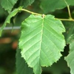 Betula maximowicziana
