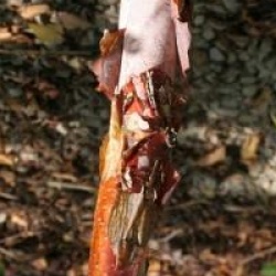 Betula albosinensis BLASON � 'Minrouge' 