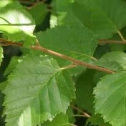 Betula nigra 'Black Star'