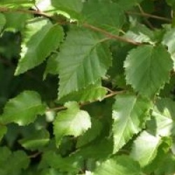 Betula nigra 'Black Star'