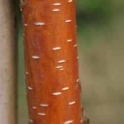 Betula nigra 'Black Star'