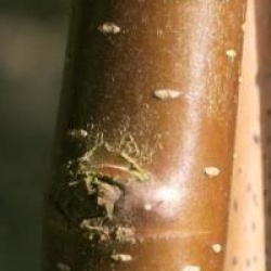 Betula nigra 'Black Star'