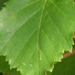 Betula nigra 'Black Star'