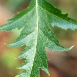 Bouleau � feuilles lacini�es