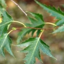 Betula pendula 'Laciniata'