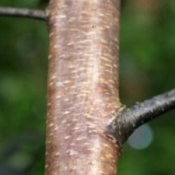 Betula pendula 'Purpurea'
