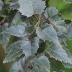 Betula pendula 'Purpurea'