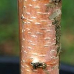 Betula pendula 'Purpurea'