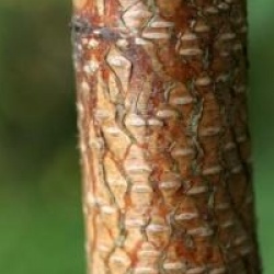 Betula pendula 'Purpurea'
