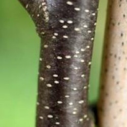 Betula pendula 'Purpurea'