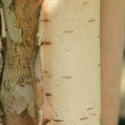 Betula Sentinelle d'argent � 'Minsent' 