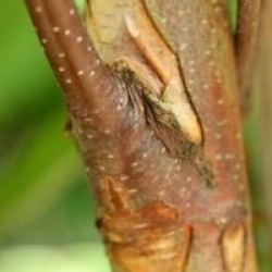 Betula Sentinelle d'argent � 'Minsent' 