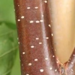 Betula Sentinelle d'argent � 'Minsent' 