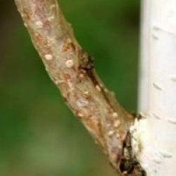Betula utilis