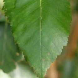 Betula utilis